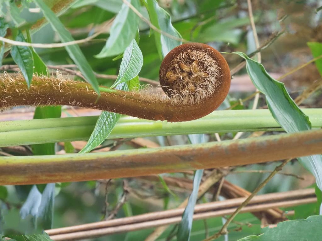  p>白桫椤(学名: i>sphaeropteris brunoniana /i> (hook.) r. m.