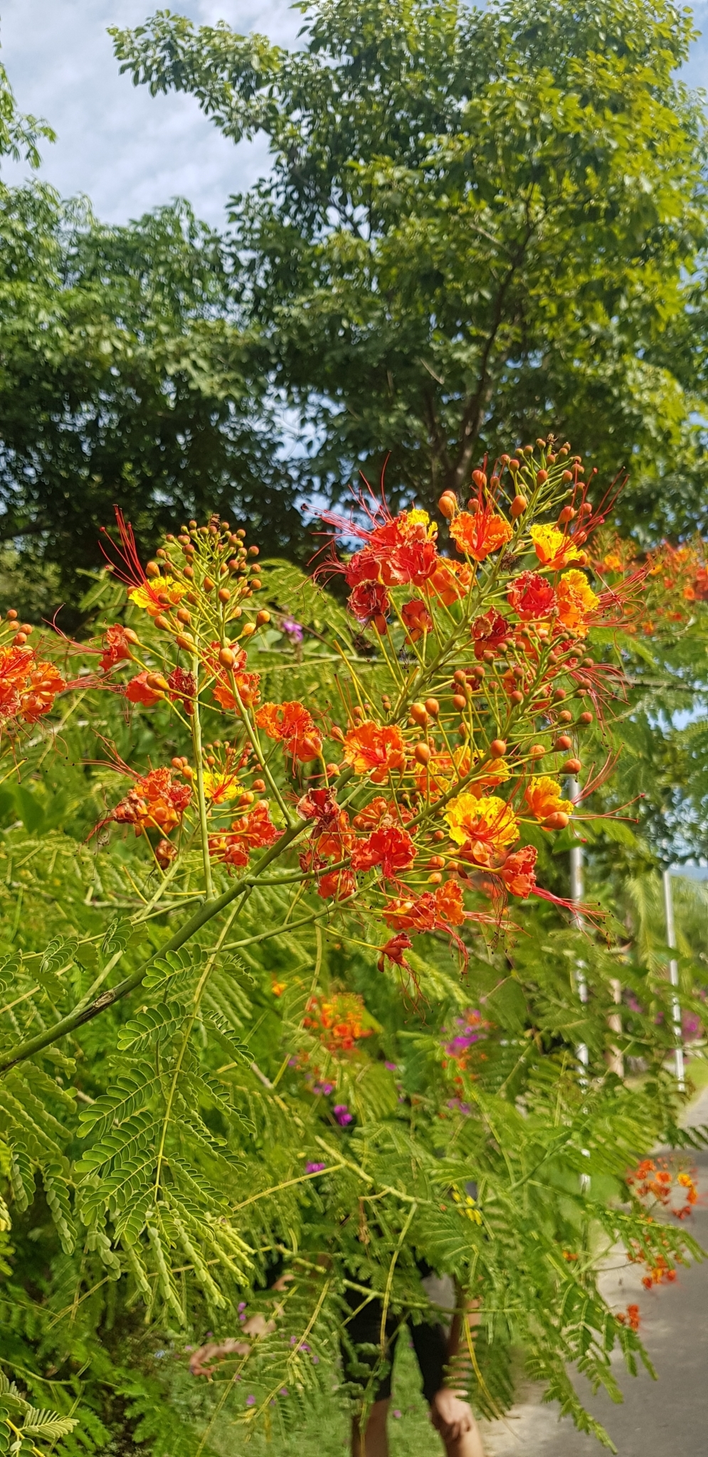  p>洋金凤(学名: i>caesalpinia pulcherrima /i> (l.) sw.