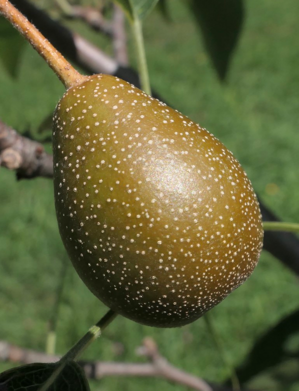  p>梨属(学名: i>pyrus /i> l.