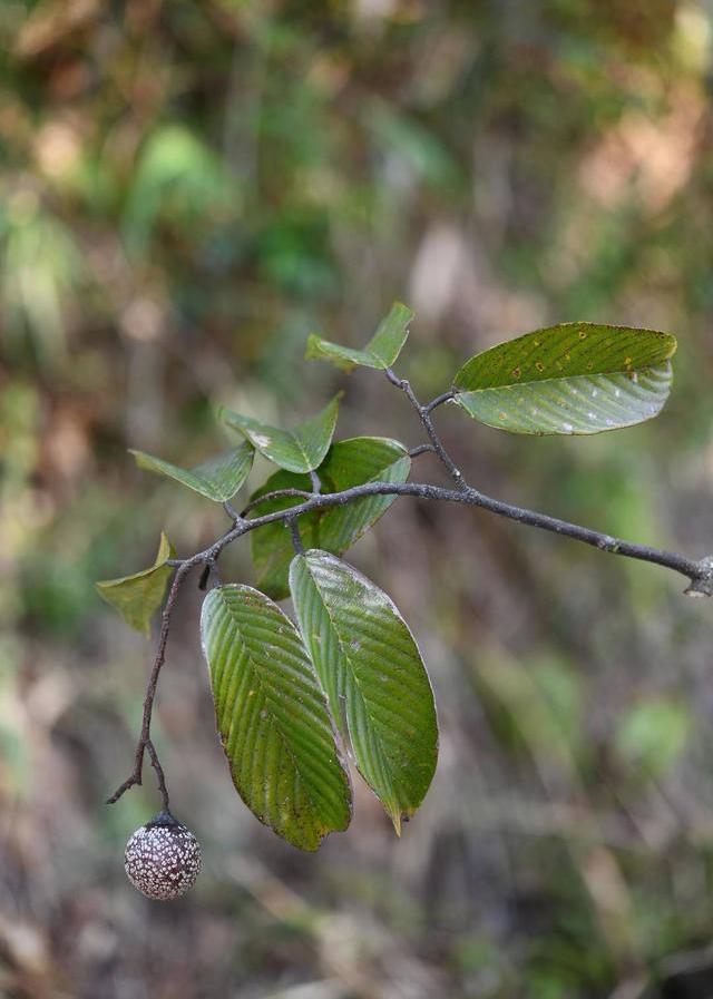  p data-id="tacutwo5lpys">盈江柳安为龙脑香科,柳安属,高大常绿乔木