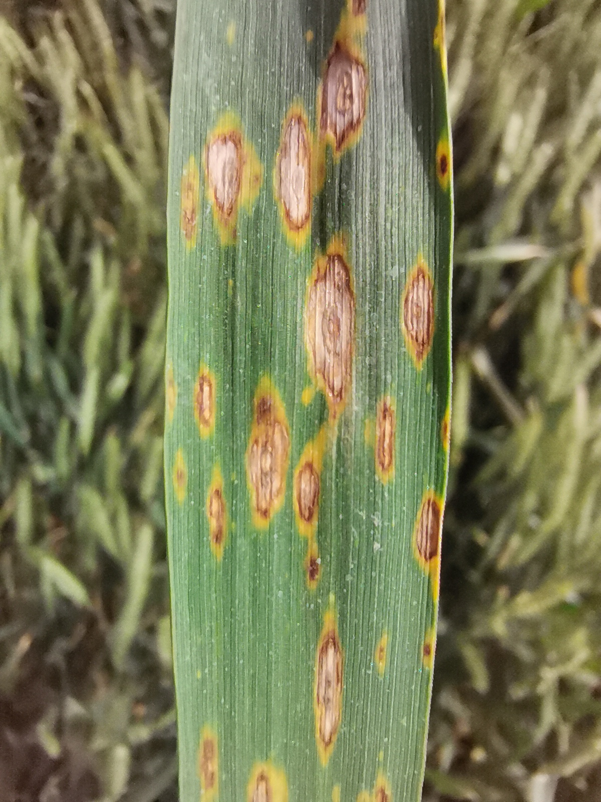  p>小麦链格孢叶枯病又称 a target="_blank" href="/item/小麦叶疫病