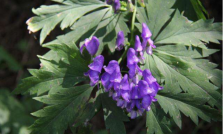 代代花：橘香扑鼻，既食且药_百科TA说
