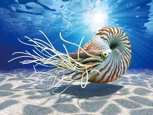 的鹦鹉螺科动物,又名新角石,空角石,生活在三叠纪至侏罗纪的海洋中