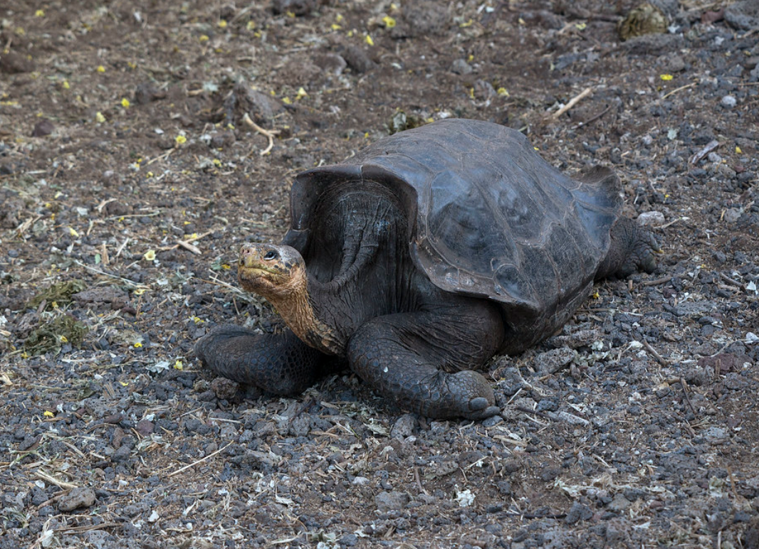  p>艾斯潘诺拉岛象龟(学名: i>chelonoidis hoodensis /i>):是爬行纲