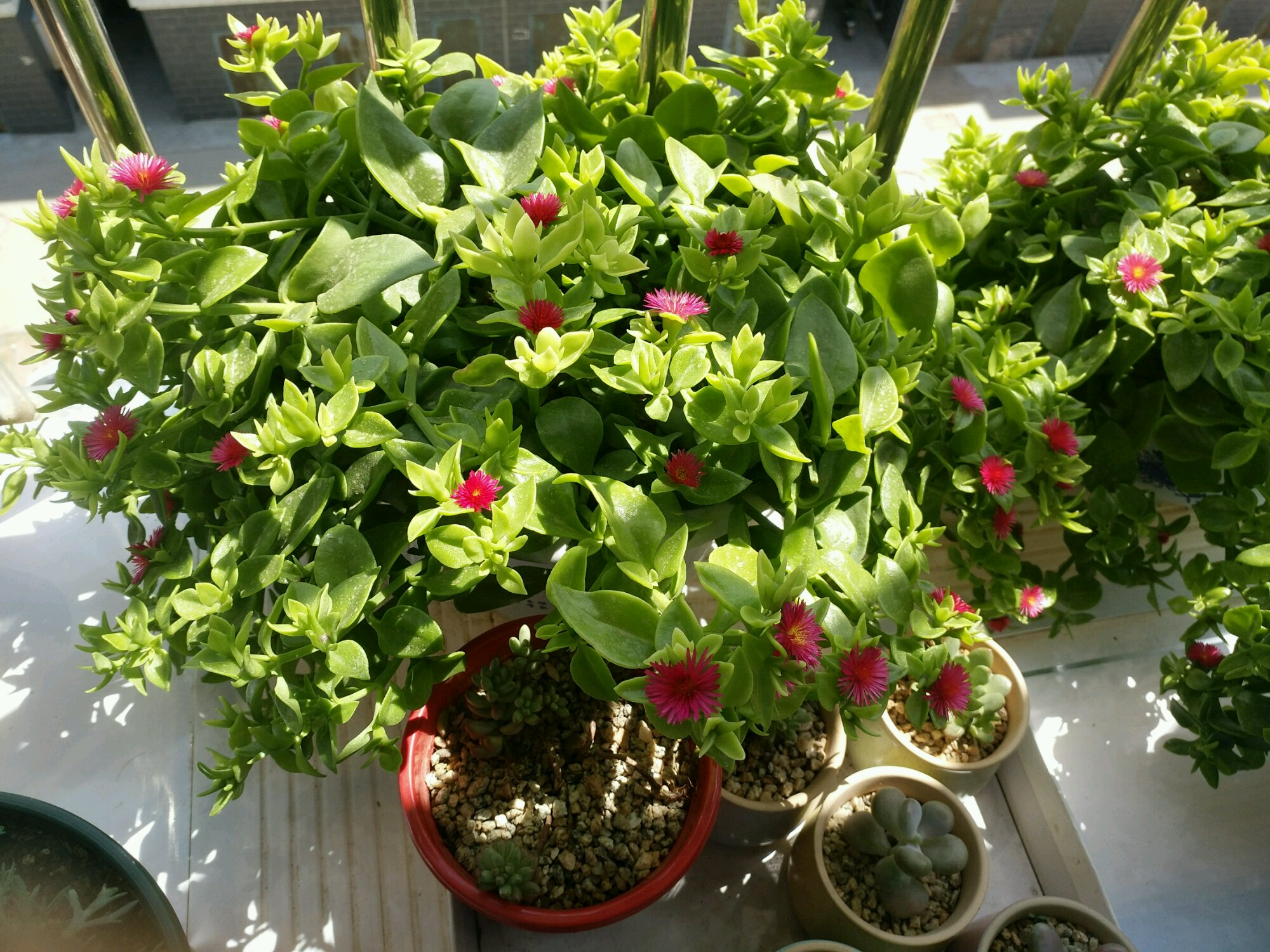 此室内盆栽绿植 好养如绿萝 观叶又赏花 开花频繁 更值得栽培 百科ta说