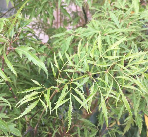 紧挤侧羽叶_百度百科