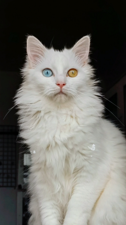 狮子猫（食肉目猫科动物）_百度百科