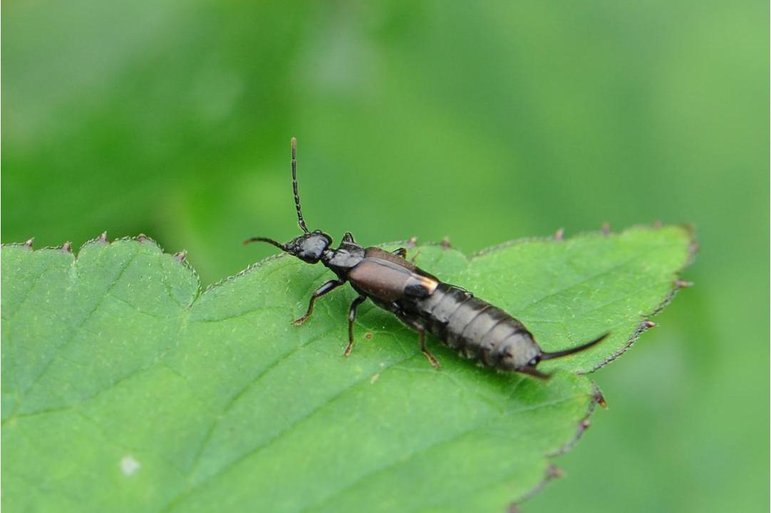 1973)是属 a target="_blank" href="/item/革翅目/1536309" data