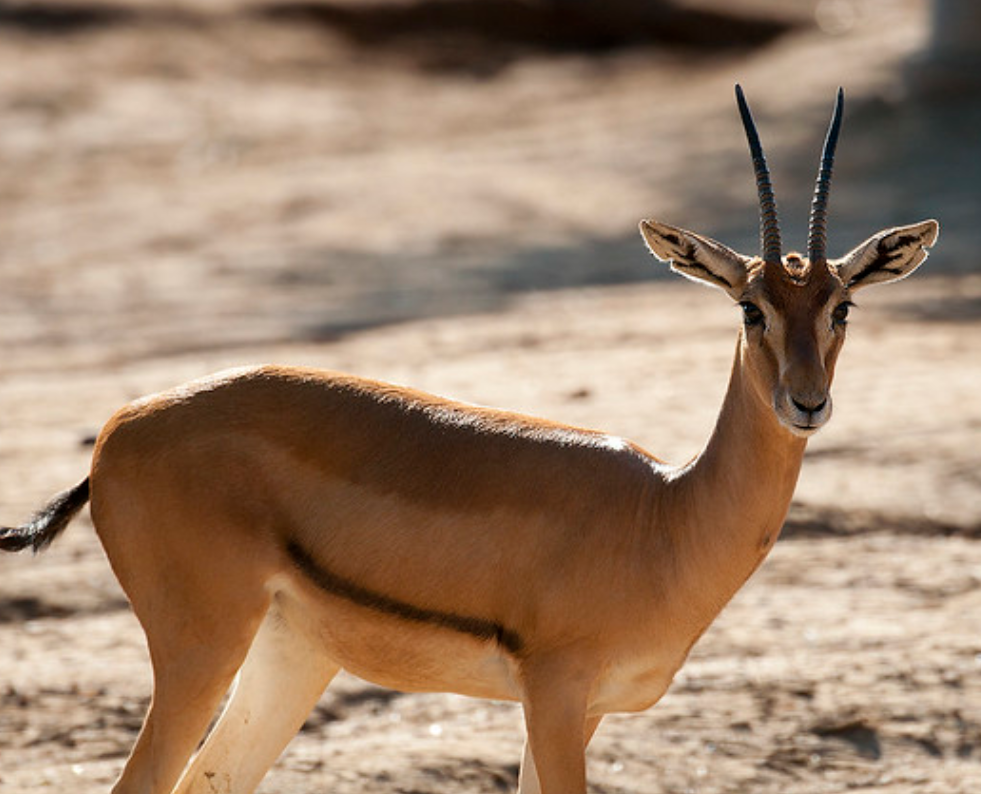  p>赤额瞪羚(学名: i>eudorcas rufifrons /i>):是偶蹄目,牛科,瞪羚属