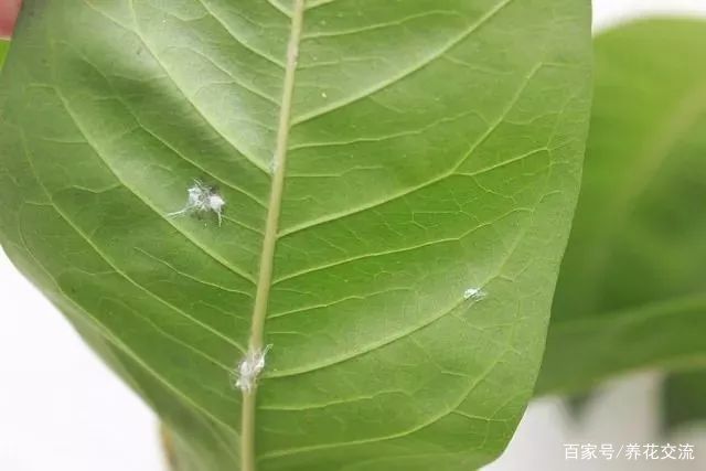 养盆栽植物最常见的几种虫害 教你正确的处理方法 让害虫远离 百科ta说