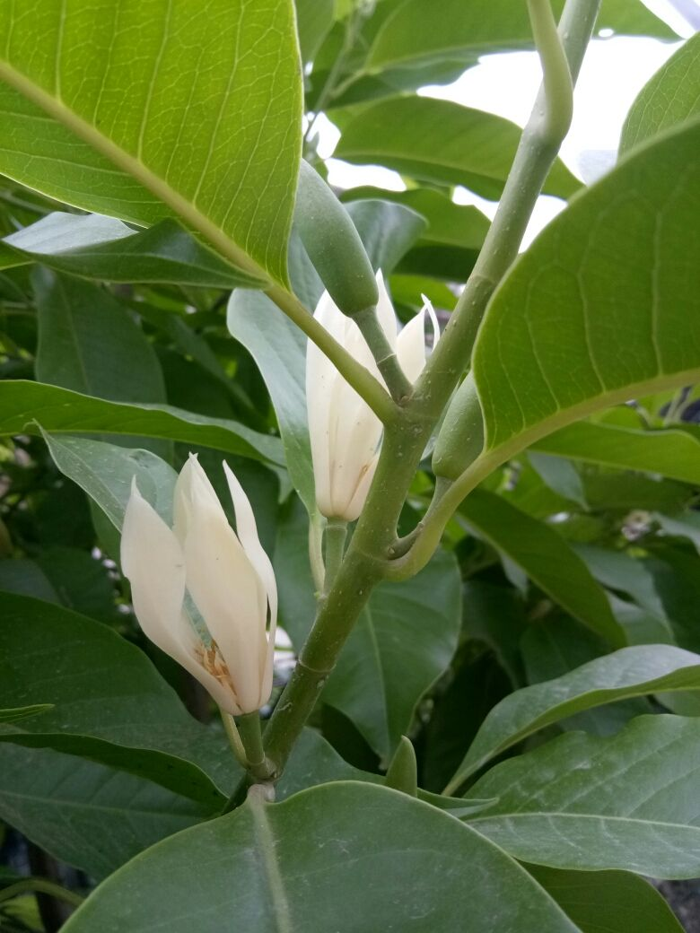 秋冬养盆白兰花，一年四季都能开，香味清新不上头_百科TA说