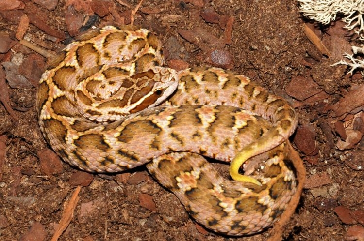 颊窝/2987108" data-lemmaid="2987108">颊窝 /a>的中小型管牙类毒蛇