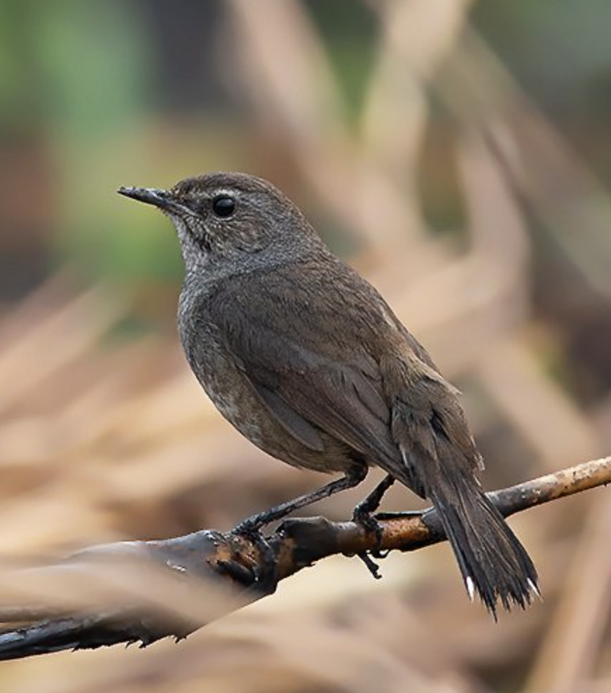 i>luscinia pectoralis /i>)是鹟科,歌鸲属小型鸟类,体长13-16厘米