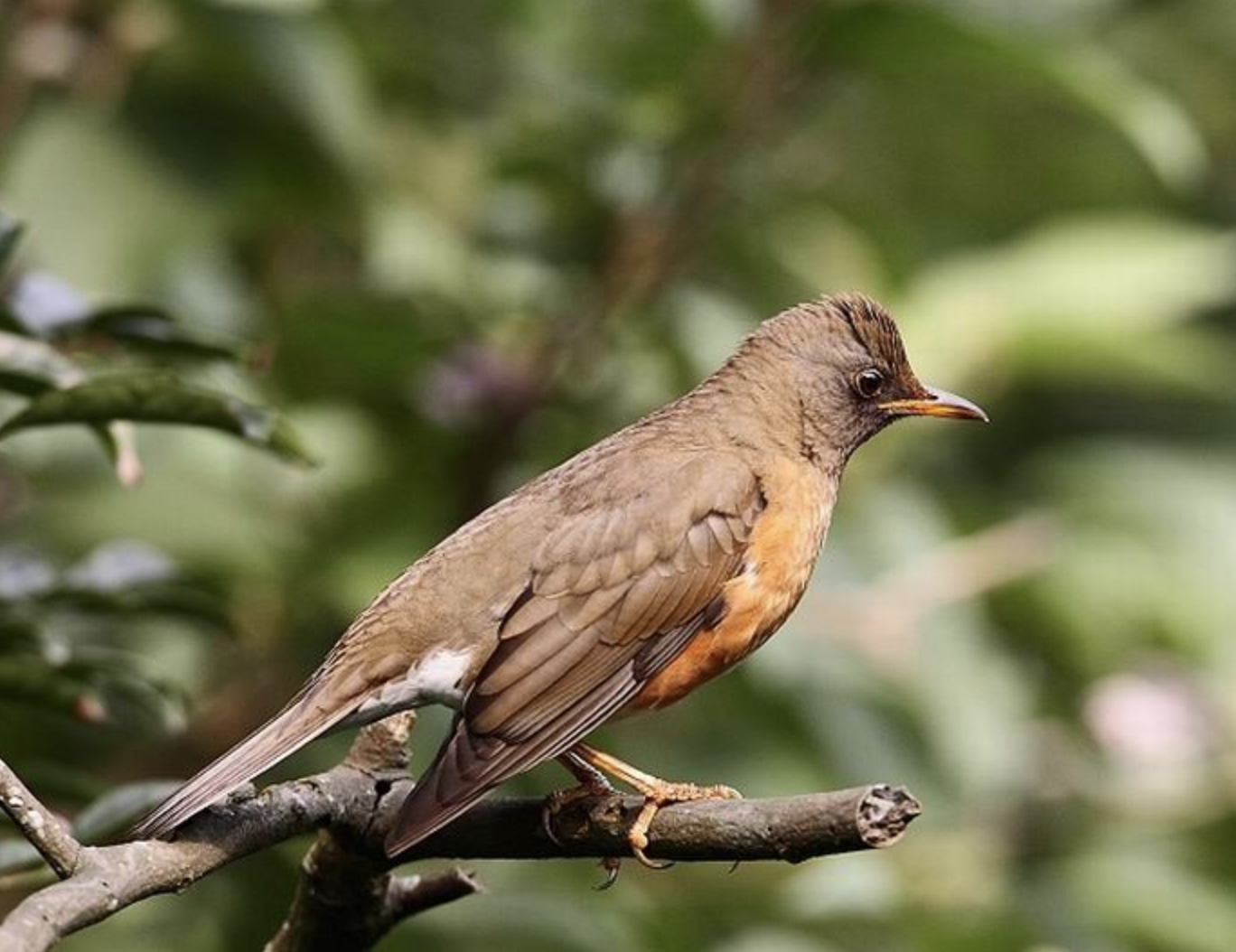  p>赤胸鸫(学名: i>turdus chrysolaus /i>)是鸫科,鸫属中型鸟类,体长