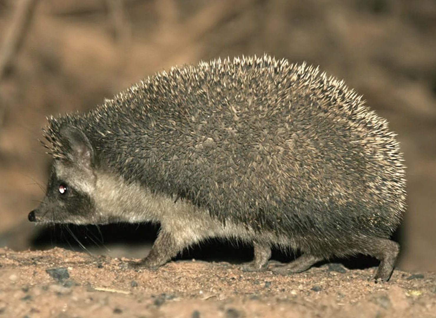  p>林猬(学名: i>mesechinus hughi /i>)是猬科,林猬属动物.