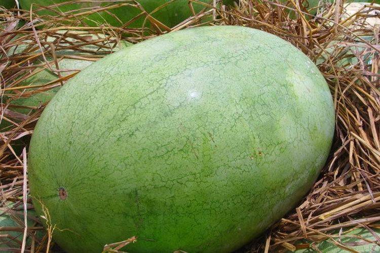  p>万清金巨宝是 a target="_blank" href="/item/西瓜属/3326647"