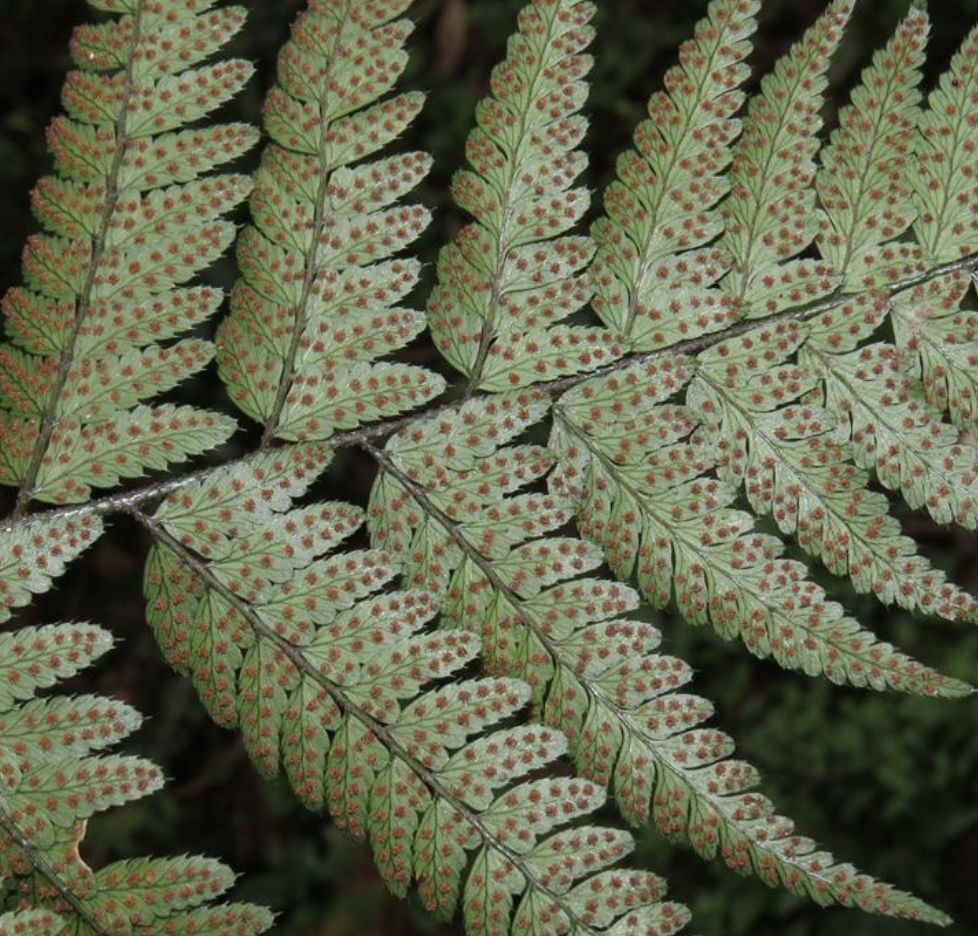 ching)是鳞毛蕨科,复叶耳蕨属植物.
