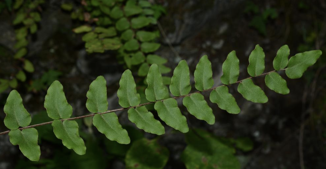 tryon)是裸子蕨科,金毛裸蕨属植物.