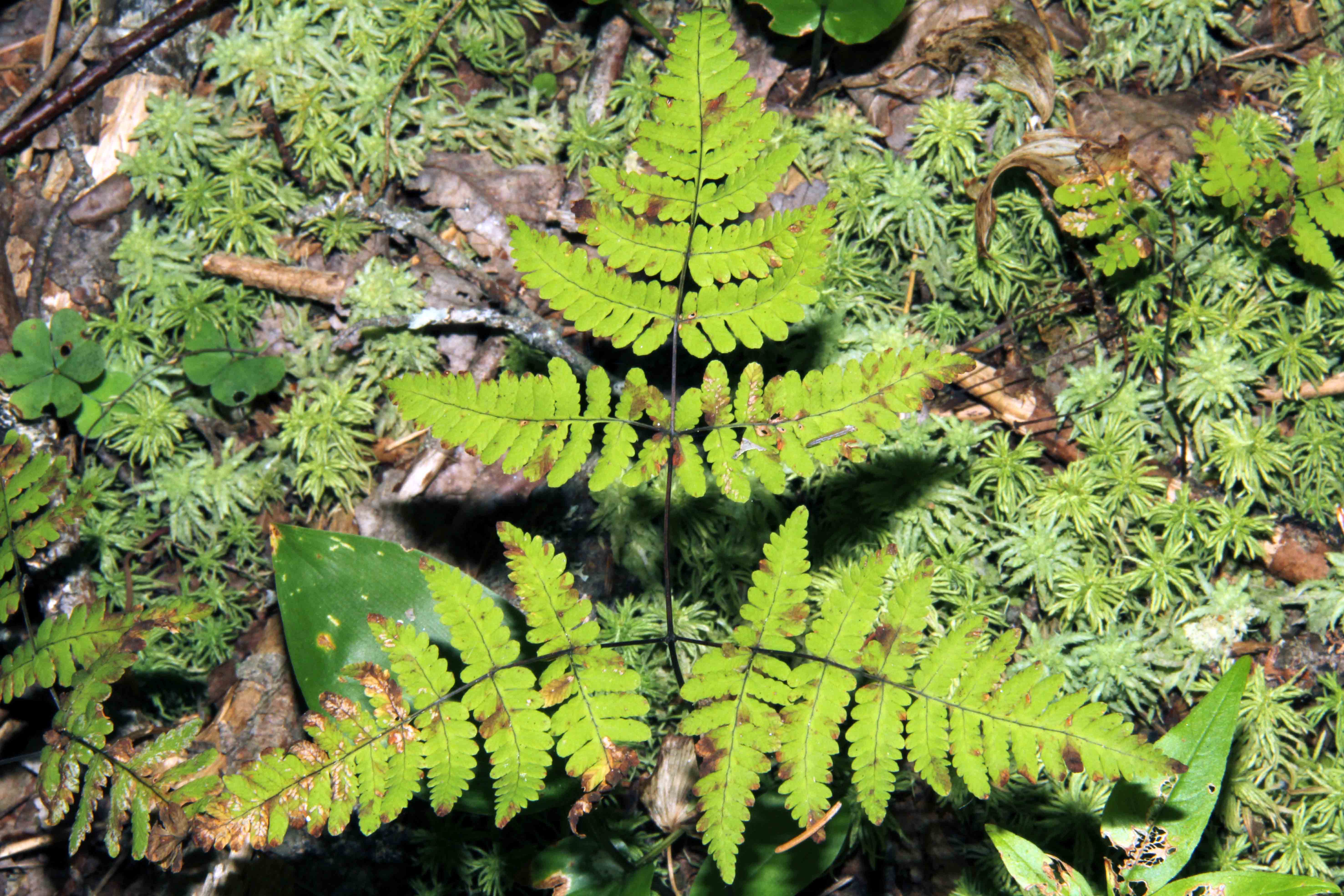  p>欧洲羽节蕨(学名: i>gymnocarpium dryopteris /i> (l.