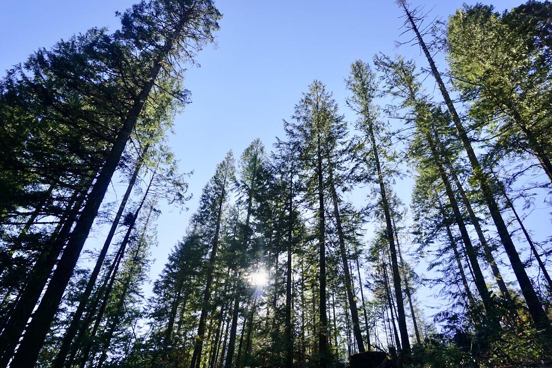 亚寒带针叶林气候