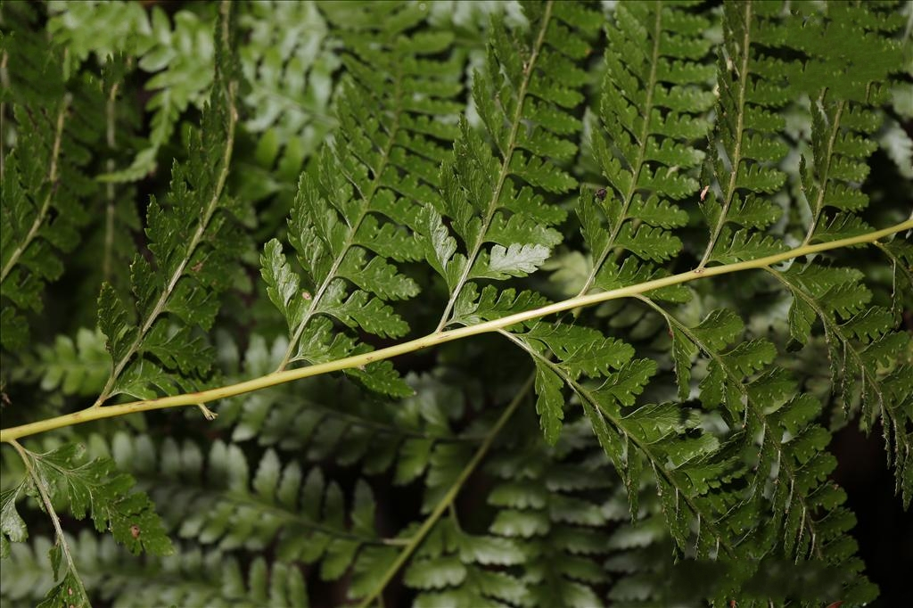  p>中华鳞盖蕨(学名: i>microlepia sinostrigosa /i> ching)是姬蕨科