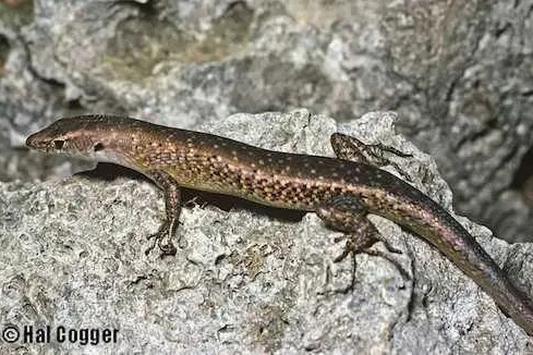 圣诞岛森林石龙子