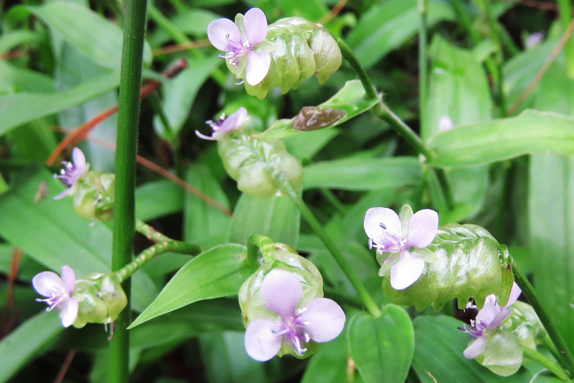 target="_blank" href="/item/水竹叶属/1034315" data-lemmaid="1034