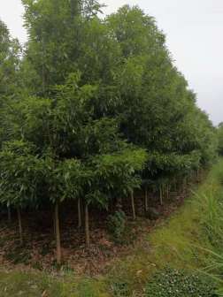 闽楠_百度百科