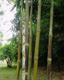 水竹（禾本科刚竹属植物）_百度百科