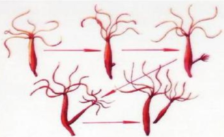  p>出芽生殖(budding reproduction)出芽生殖又叫 a target="_blank"