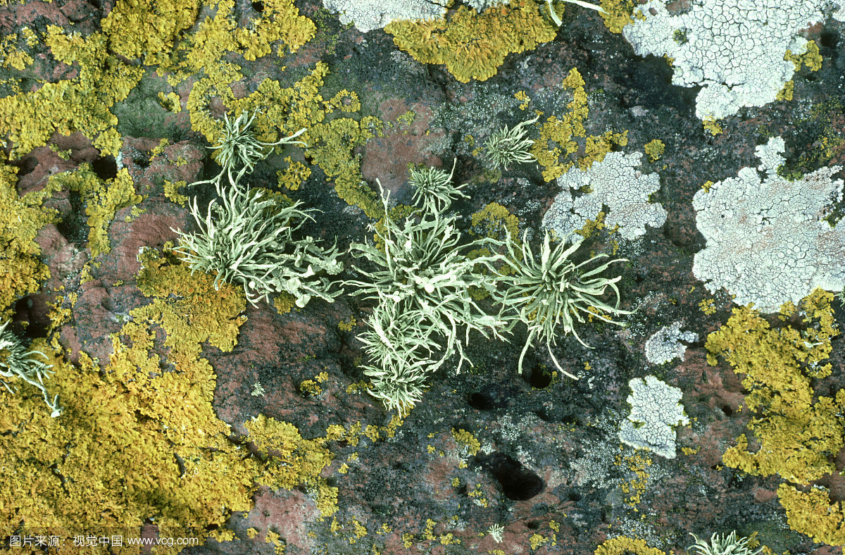 data-id="tzqtpuyt83lp">鹿角菜为鹿角菜科鹿角菜属的多年生草本植物