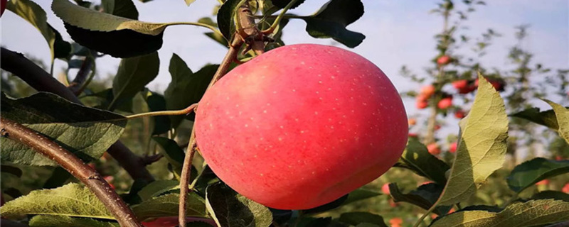 烟富3号苹果