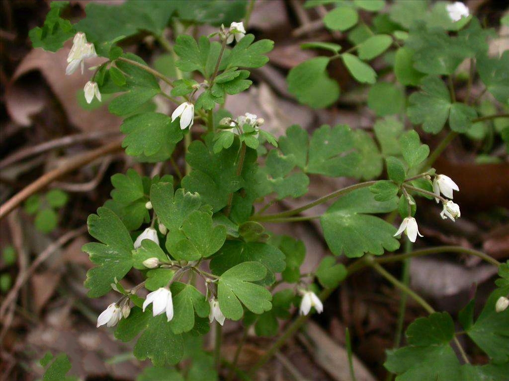  p>天葵属(学名: i>semiaquilegia /i> makino)是毛茛目,毛茛科下的一