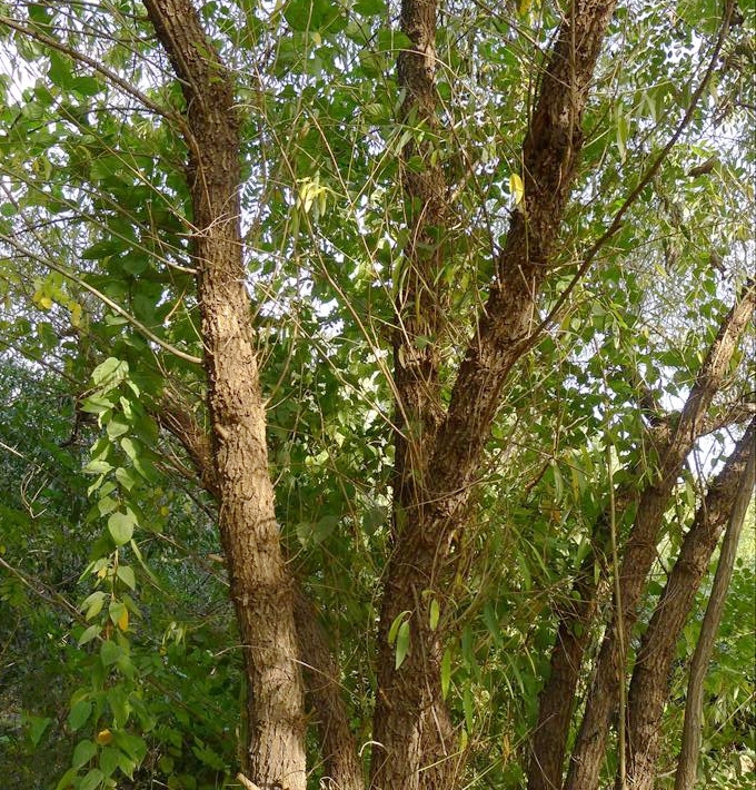  p>白皮柳(学名: i>salix pierotii  /i>miq.