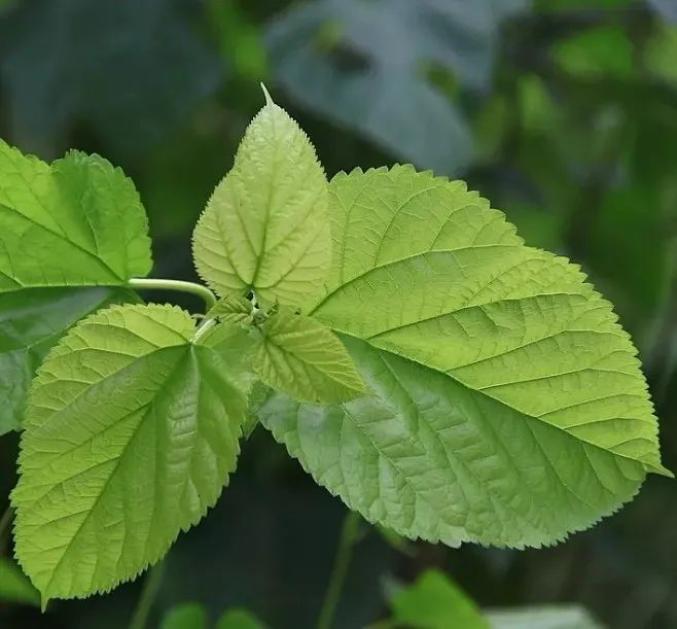 树木传奇｜缘起桑树，华夏文明一路向西_百科TA说