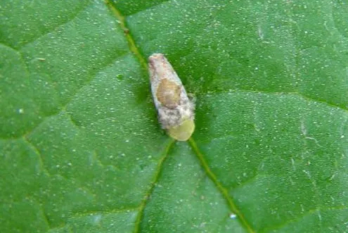 桑树拟菱纹叶蝉