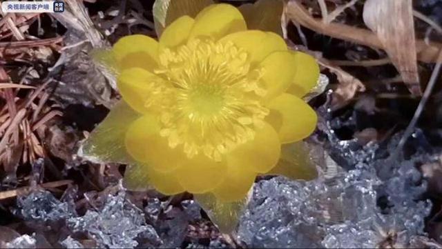 春回大地 牡丹江“林海雪莲”冰凌花悄然盛放_百科TA说