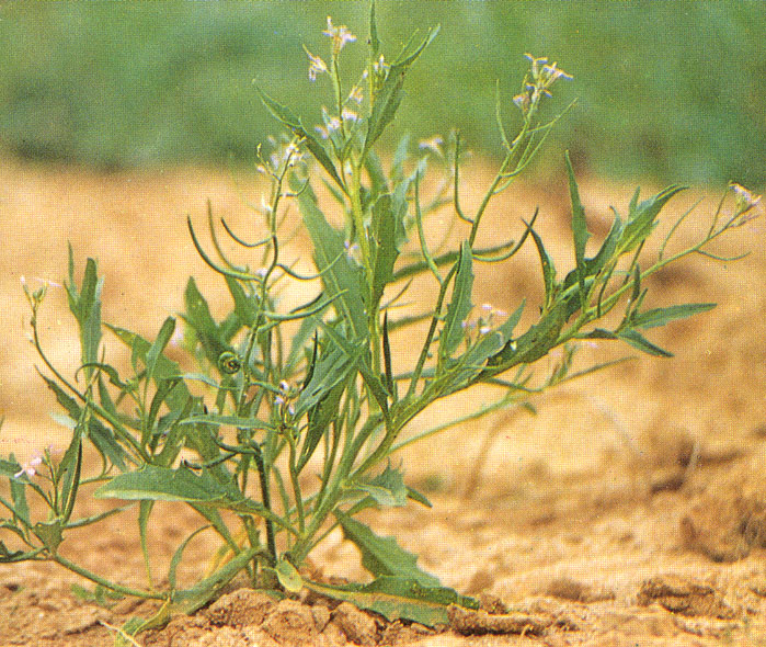 r. br),十字花科涩荠属,一年生草本.