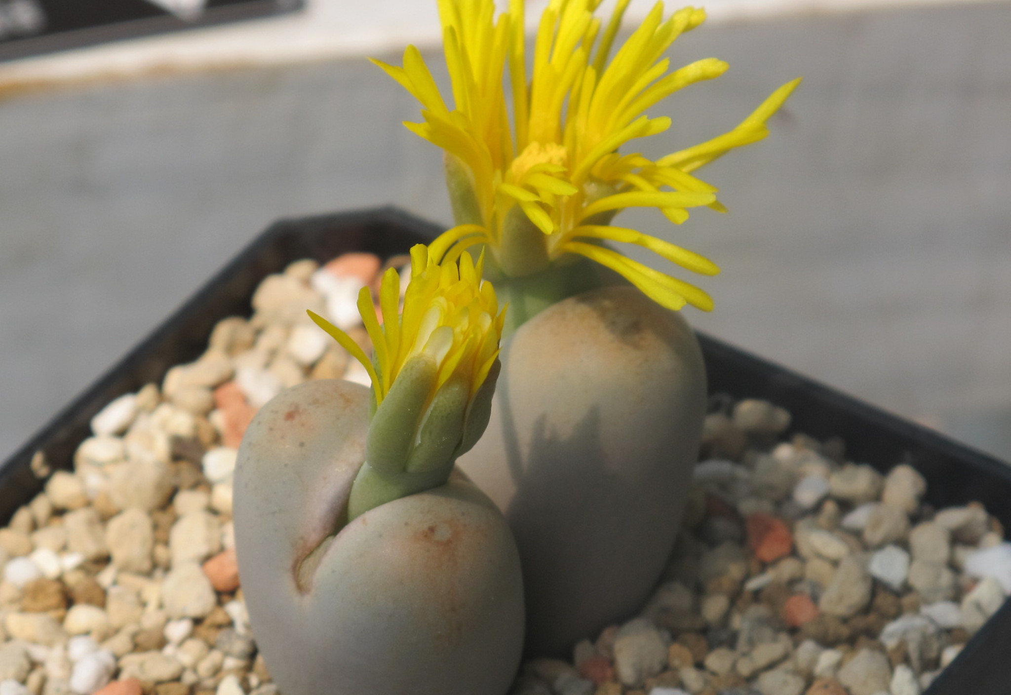  p>生石花(学名: i>lithops /i> n. e. br.