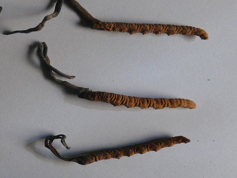  p data-id="gn6y88w6yl">木姜子根(《 a target="_blank" href="