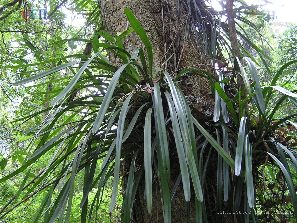 cymbidium aloifolium (l.) sw.