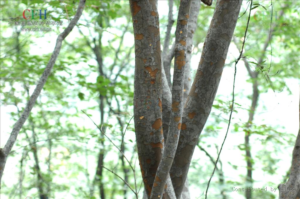  p>榉树(学名: i>zelkova serrata /i> (thunb.