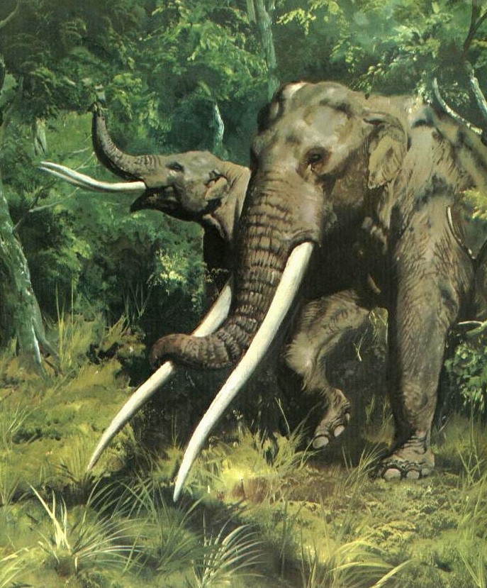  p>纳玛象是 a target="_blank" href="/item/古菱齿象/7765531" data