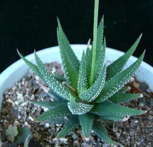  p>点纹十二卷(学名: i> /i> i>haworthia pumila  /i>(l.