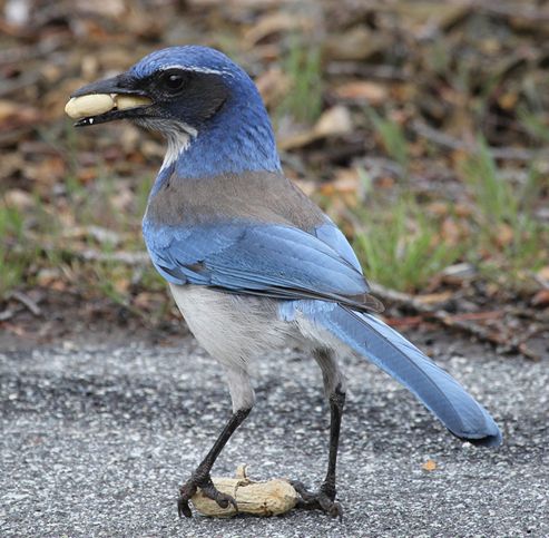是一种蓝白相间的鸟,栖息地包括亚热带或热带的(低地)干燥疏灌丛,亚