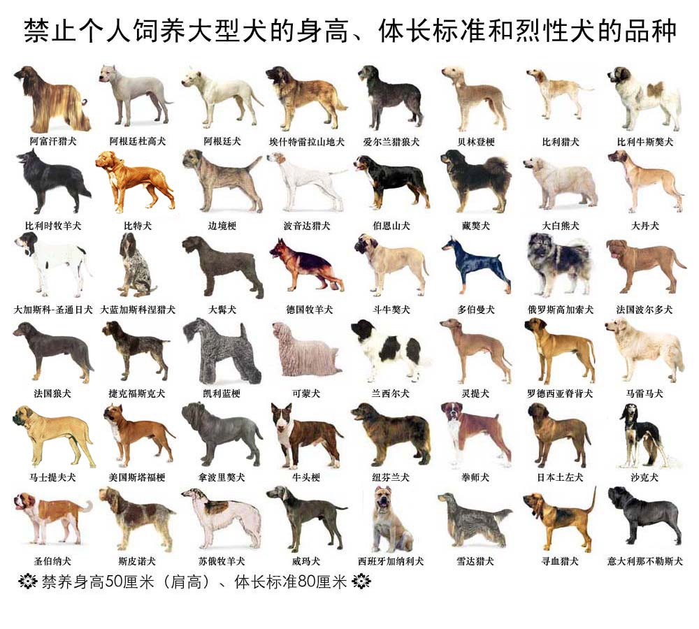 土佐獒犬