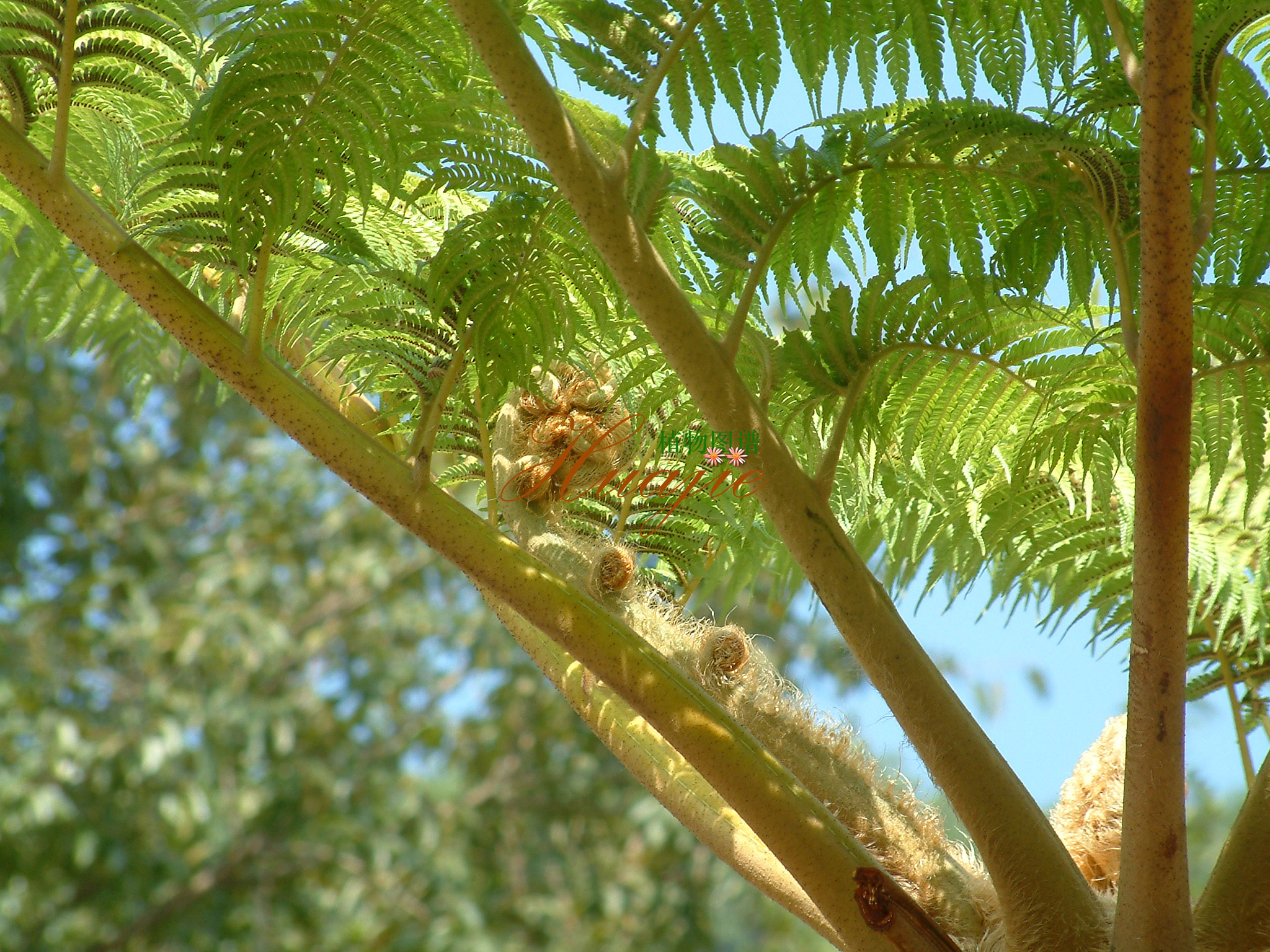 plagiogyria adnata (bl.) bedd.