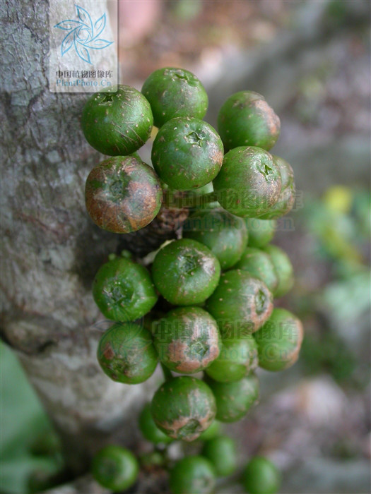  p>苹果榕的 a href="#" data-lemmaid="1407632">瘦果 /a>呈倒卵圆形