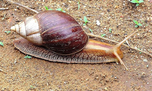  p>非洲大蜗牛(学名: i>achatina fulica /i>):是中大型的陆栖 a