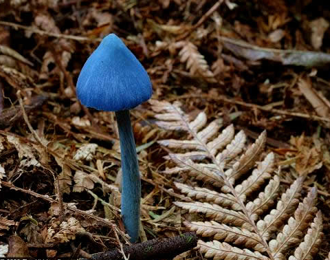 蓝瘦蘑菇